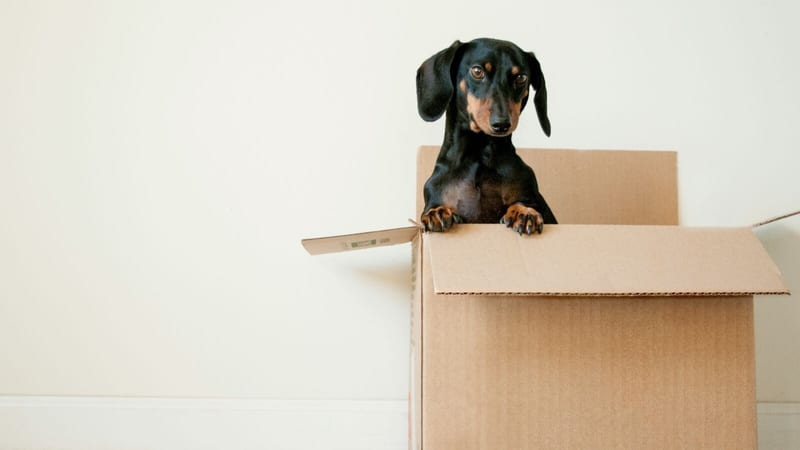 A family dog in a moving box following a break-up