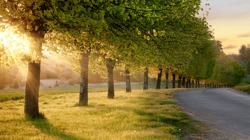 A row of trees at sunset