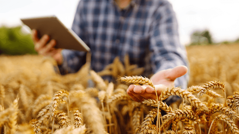 A farmer checks the quality of his crop before harvesting