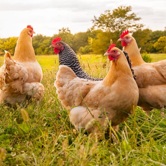 Chickens in a field