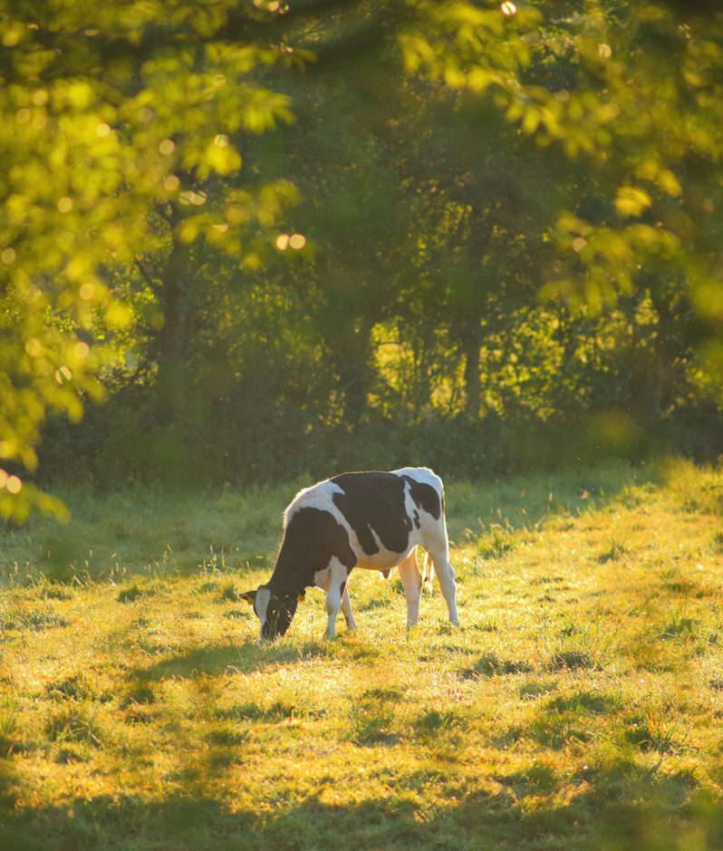 A black and white cow grazing in a sunlit grassy field, framed by green trees with dappled golden light, creating a peaceful late-afternoon rural countryside scene.