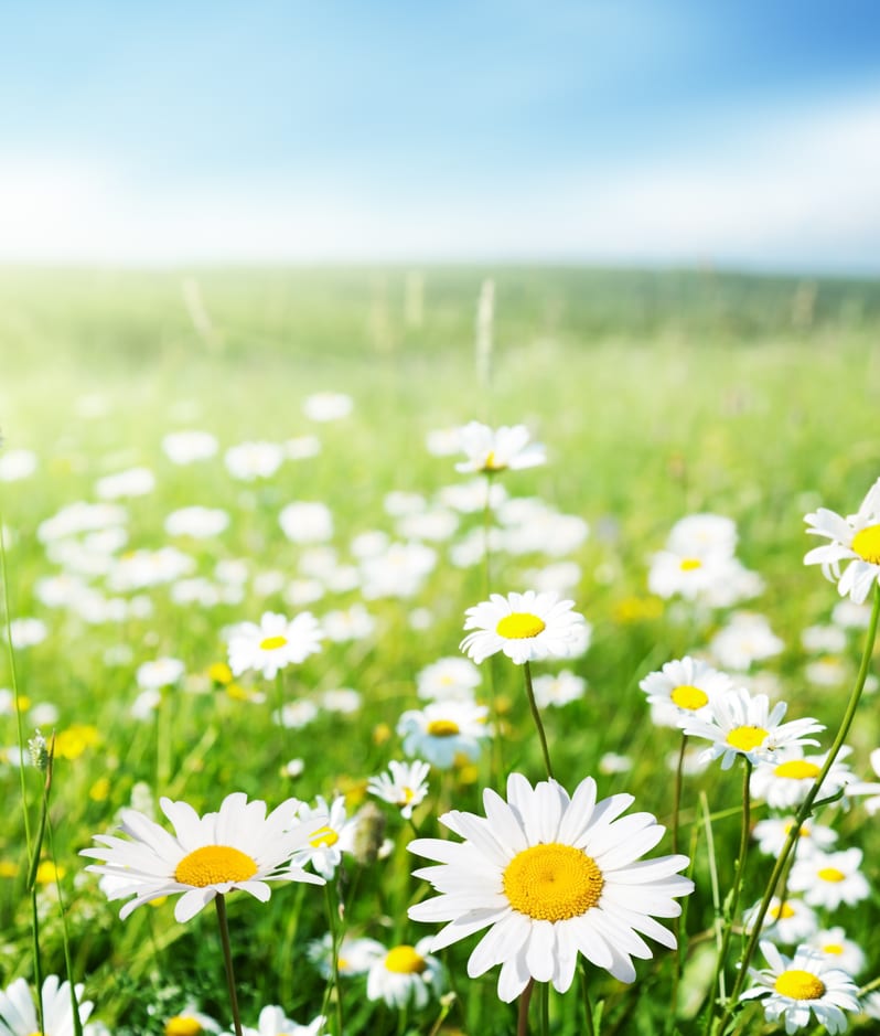 Daisy flowers field sunshine
