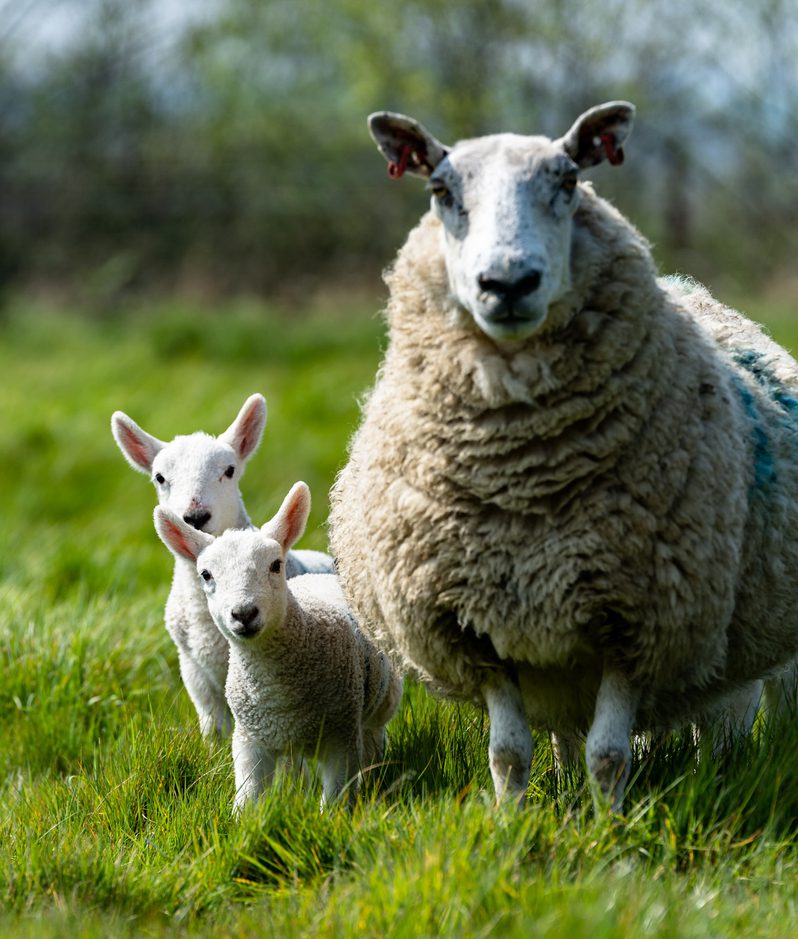 Large fluffy sheep standing in a green field beside two small white lambs, all looking toward the camera with a blurred hedge and trees in the background.