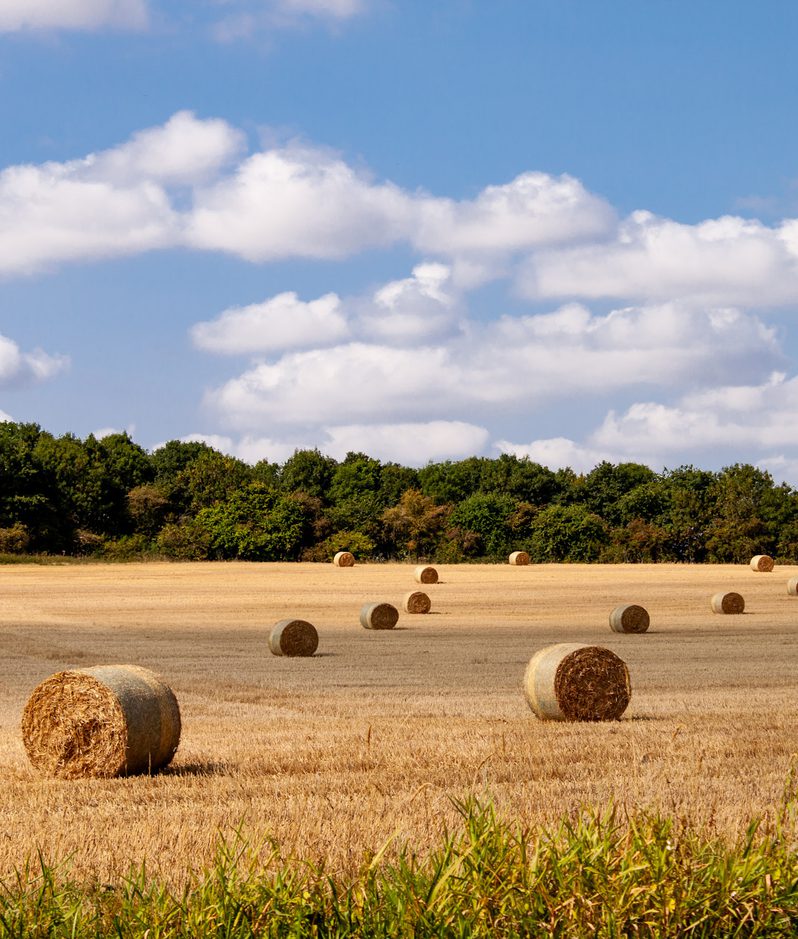 A golden harvested field strewn with round hay bales, stretching to a tree-lined horizon under a bright blue sky filled with fluffy white clouds.