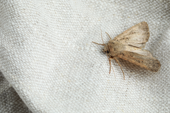 Moth infestation