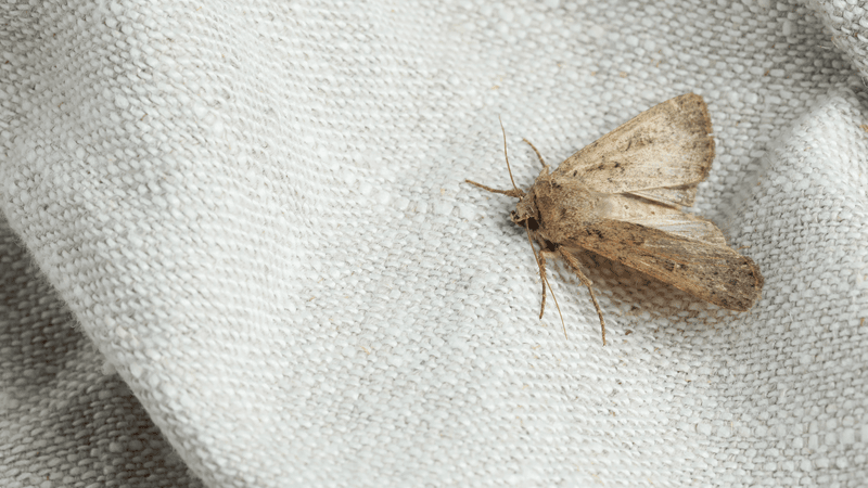 Moth infestation