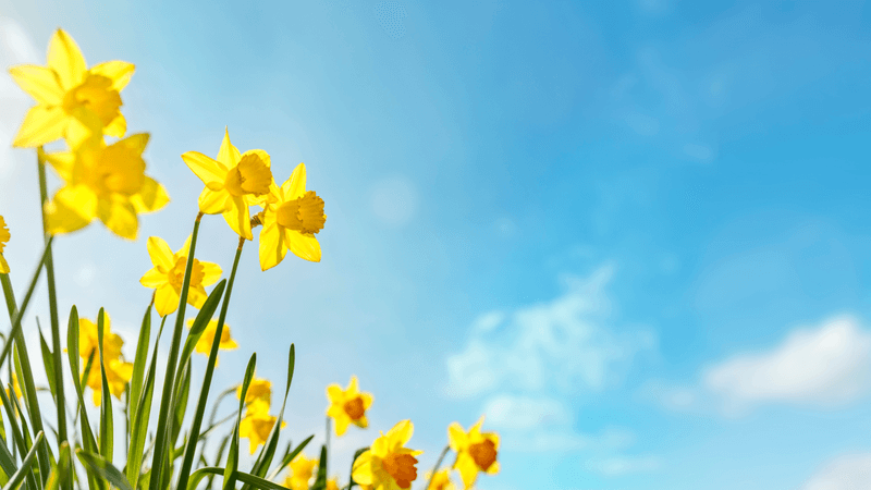 New tax year new you daffodils against a blue sky