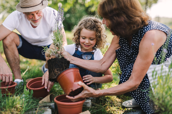 Grandparents teach their granddaughter gardening