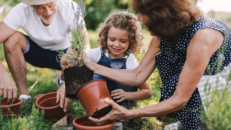 Grandparents teach their granddaughter gardening