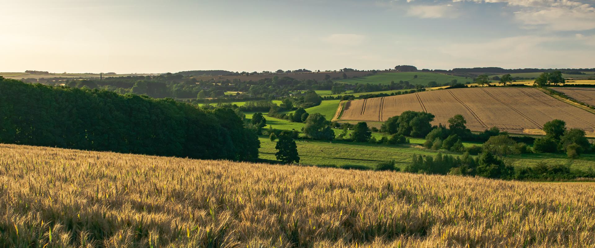 Wheat field countryside