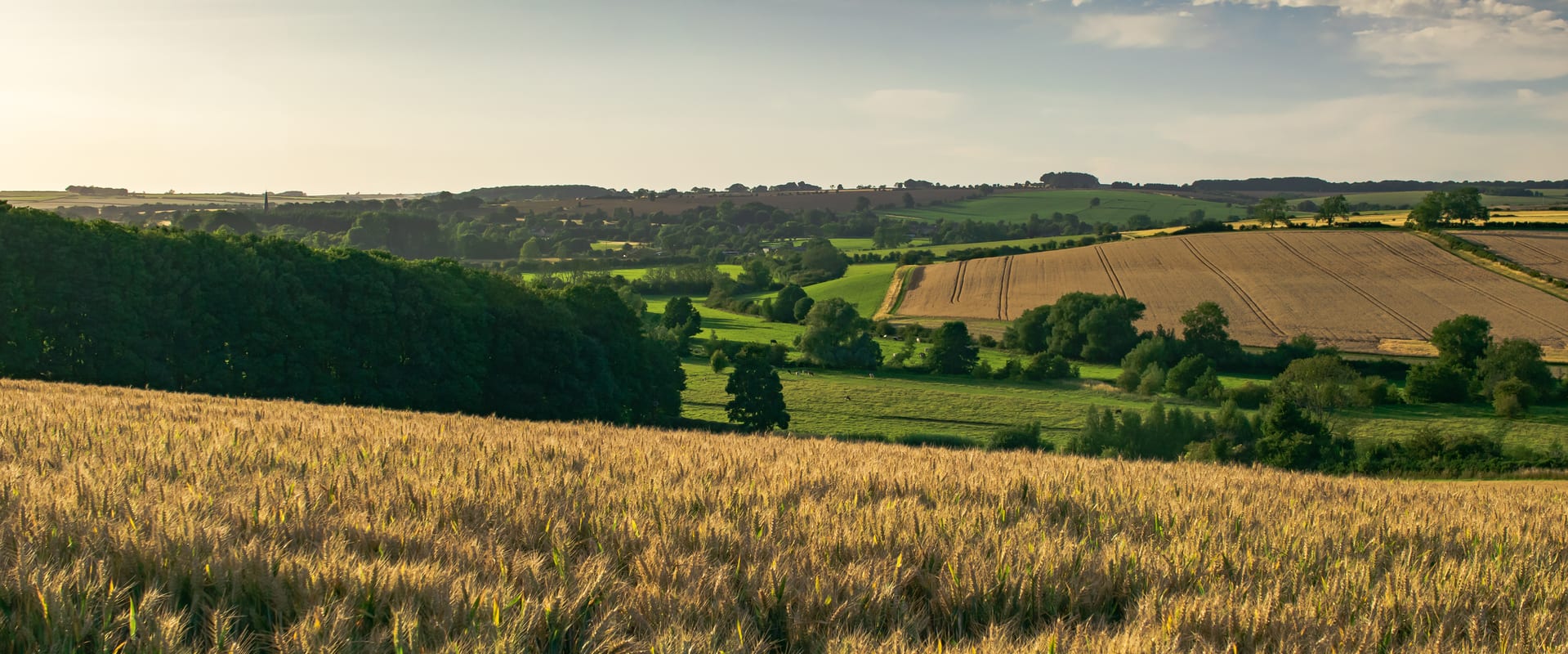 Wheat field countryside