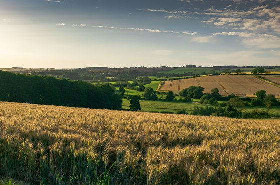 Wheat field countryside