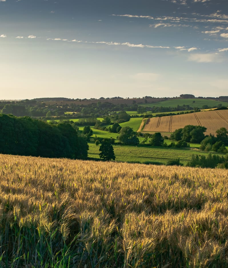 Wheat field countryside