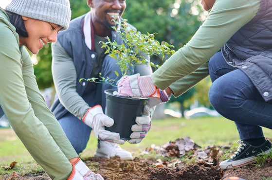 A community garden charity plants trees