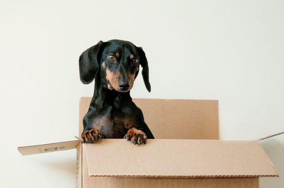 A dog in a moving box