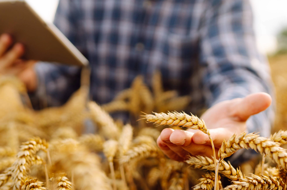 A farmer checks crop ahead of harvesting