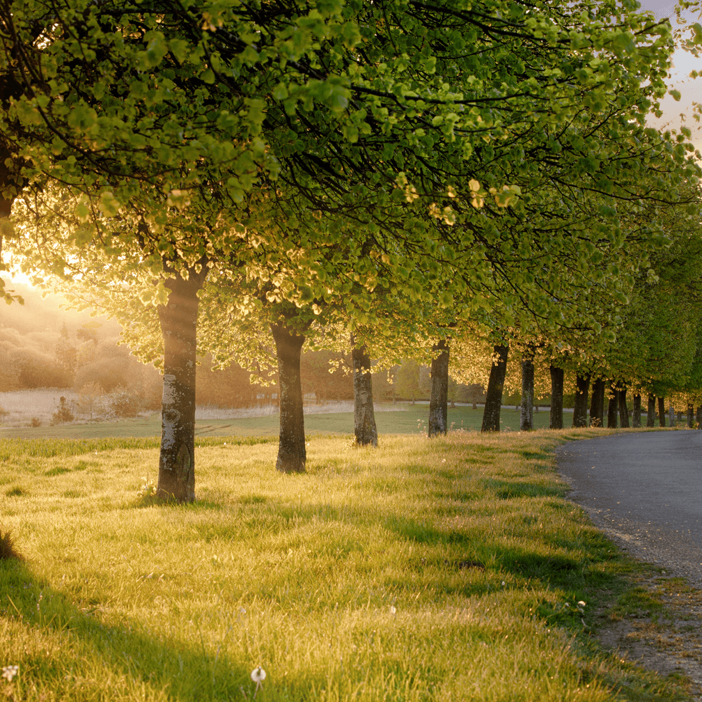 A row of trees with sunlight