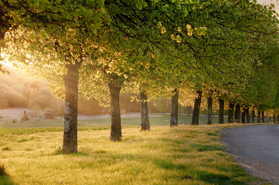 A row of trees with sunlight
