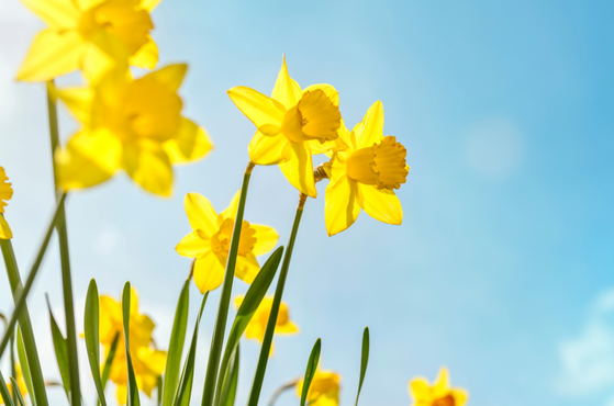 Daffodils against a blue sky in Spring