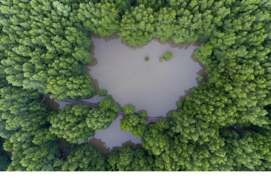 Five learning points for green advertisements following ASA greenwashing decisions